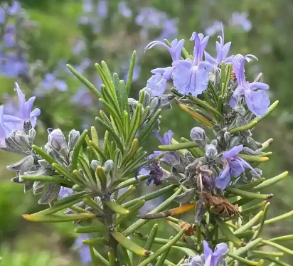 迷迭香的花语