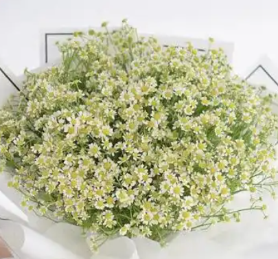 洋甘菊的花语和寓意