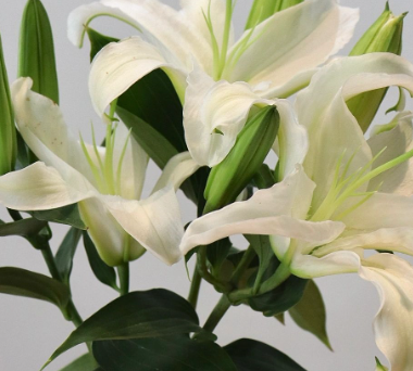百合的花语是什么