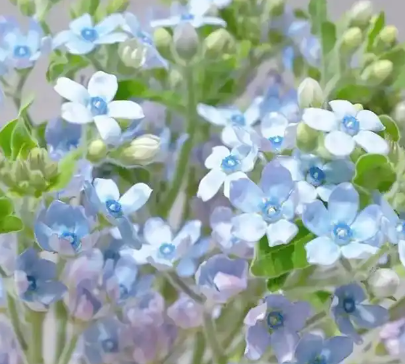 蓝星花的花语