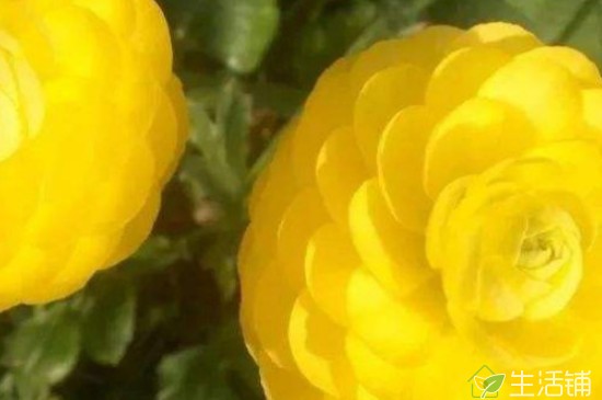 花毛莨花期什么时候？养护得当，开花能延长