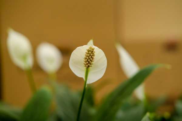 白鹤芋多久浇一次水 根据季节调整