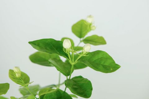 茉莉花叶子暗淡发青怎么回事，找到原因，对症下药
