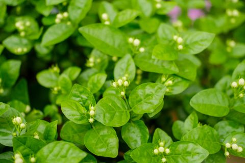 茉莉花叶子暗淡发青怎么回事，找到原因，对症下药
