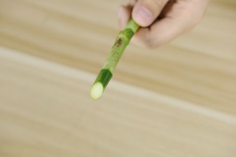 水培富贵竹，叶子发黄怎么办？3步解决