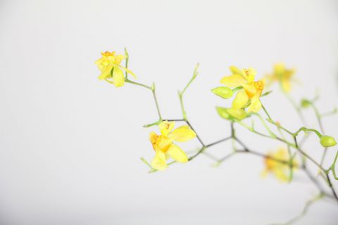 文心兰叶子发黄怎么回事，可能是因为阳光过强