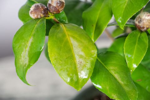 山茶黄叶的原因和处理办法