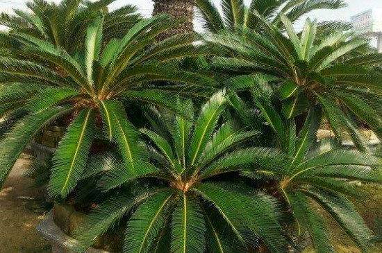铁树能养在家里吗？掌握3个养护要点