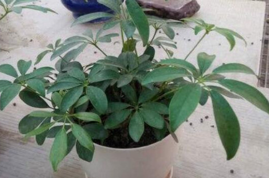 鹅掌木养茂盛，注意水肥管理