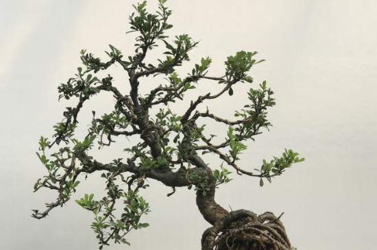 金雀是盆景四大家之首你知道吗？深受盆景爱好者们的推崇