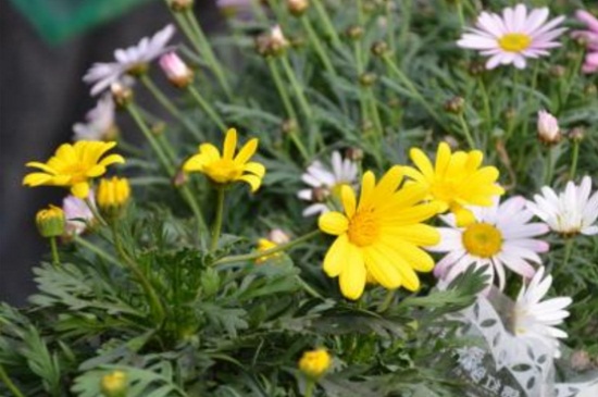 玛格丽特花能地栽吗，夏季高温需进行遮阴处理