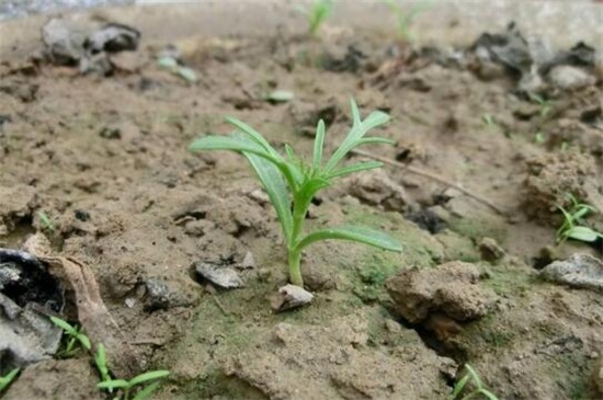 格桑花种子的种植方法，每年在4～5月播种