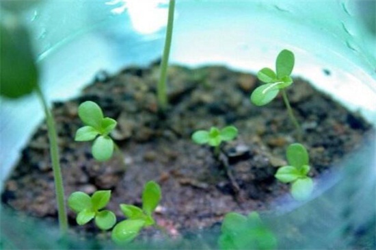 格桑花种子的种植方法，每年在4～5月播种