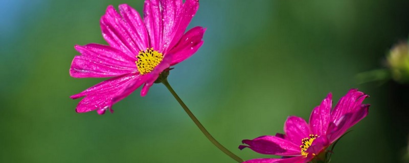 格桑花怎么播种 需要进行深翻处理