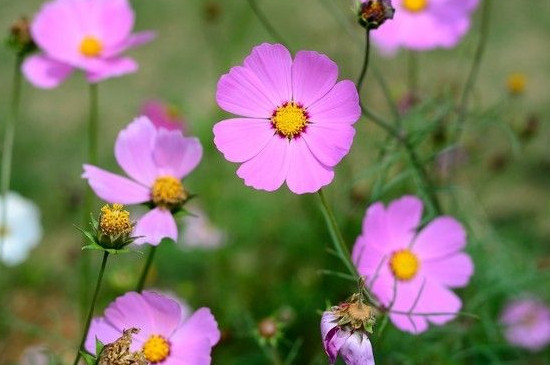 格桑花怎么播种 需要进行深翻处理