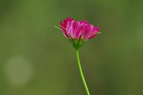 格桑花怎么播种 需要进行深翻处理