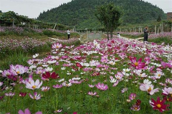 格桑花的种植方法，首先需要用清水浸泡种子