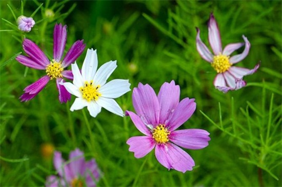 格桑花怎么种，在成熟季节选取优良的种子