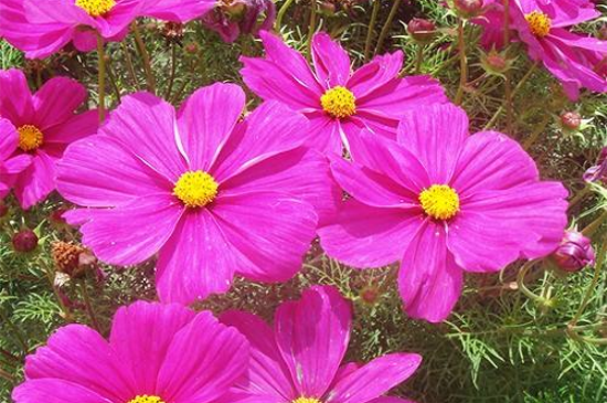 格桑花种子什么时候种？种子在4～6月份种