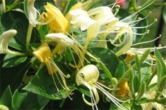 金银花为什么不开花 4个方面有影响