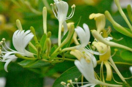 金银花为什么不开花 4个方面有影响
