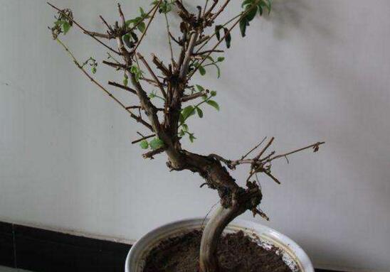 盆栽金银花怎样过冬 适宜生长温度在20～30℃左右