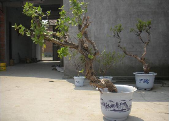 盆栽金银花怎样过冬 适宜生长温度在20～30℃左右