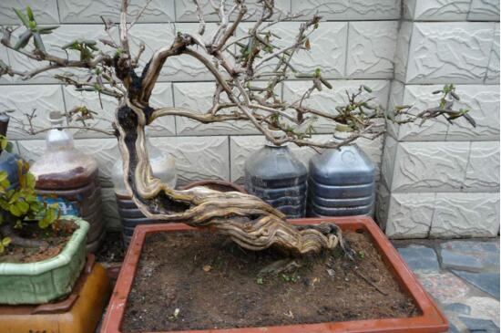 金银花桩枝叶枯死怎么办 首先需要适当修剪一下