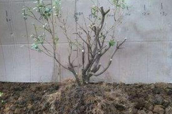金银花桩枝叶枯死怎么办 首先需要适当修剪一下