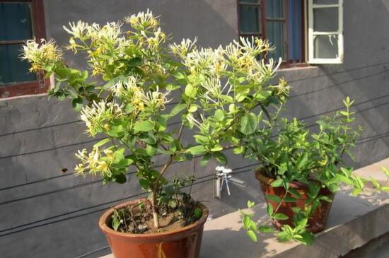 金银花桩枝叶枯死怎么办 首先需要适当修剪一下