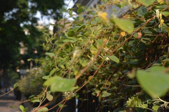 金银花桩枝叶枯死怎么办 首先需要适当修剪一下
