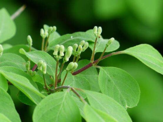 金银花不开花是为什么，5个方面引起
