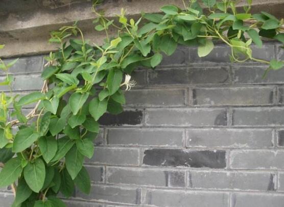 金银花不开花是为什么，5个方面引起