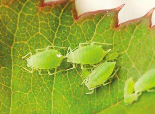金银花不开花是为什么，5个方面引起