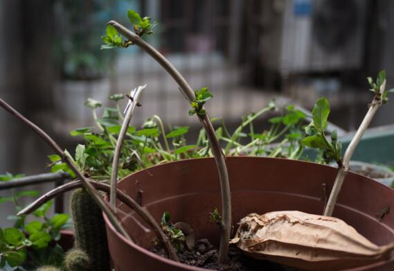 金银花怎么繁殖，详解4种方法