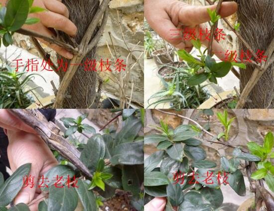 金银花老桩怎么挖，适宜在春秋进行