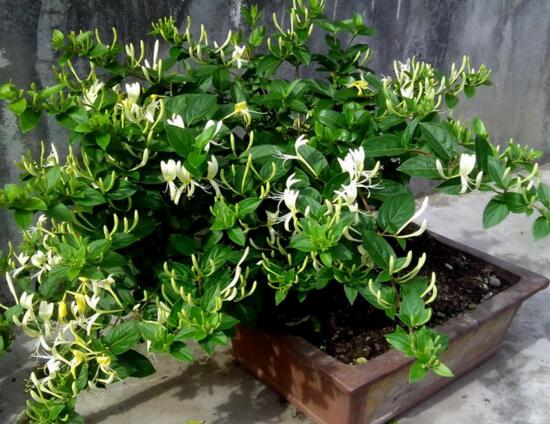 金银花老桩怎么挖，适宜在春秋进行