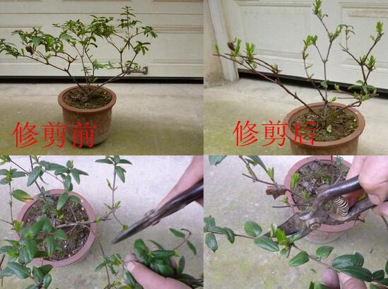 金银花什么时候移栽，春秋两季移栽最好