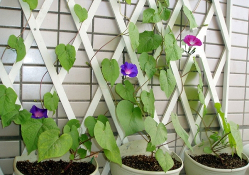牵牛花怎么种 种子适宜发芽温度为20～30℃