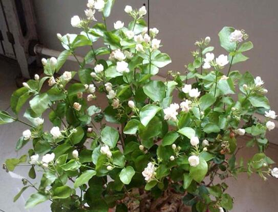 茉莉的修剪方法，在花朵凋谢之后再进行