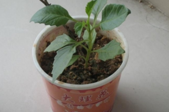 大丽花怎么矮化 4种矮化技巧