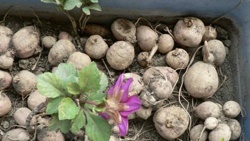 大丽花种球怎么种植？修剪、消毒少不了