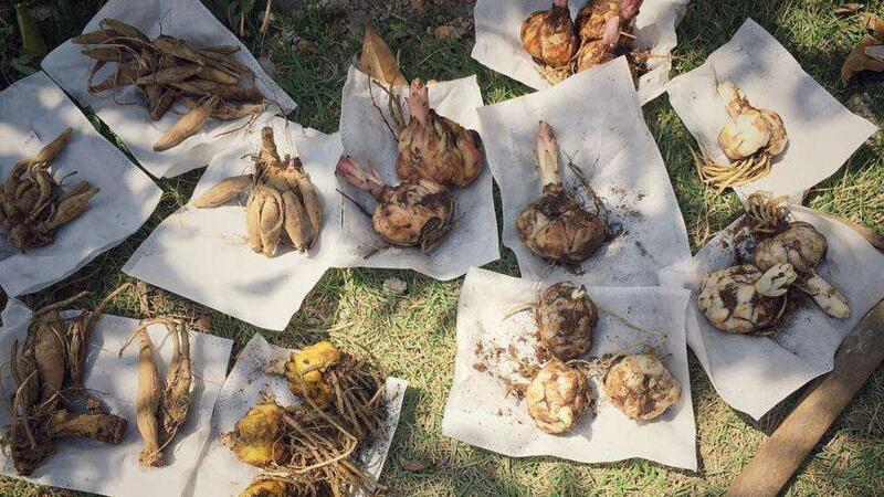 大丽花种球怎么催芽 在春季的3～4月份进行