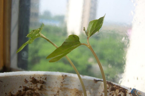大丽花种子种植方法 在春季2～3月之间进行播种