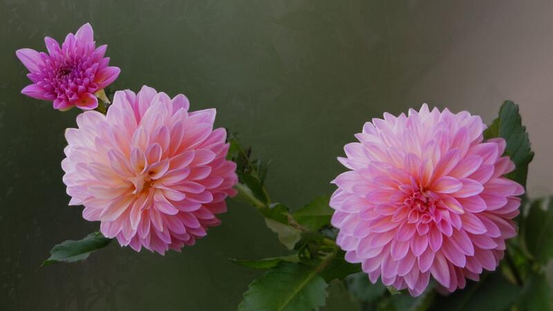 大丽花什么时候种植 一般是在春季的3～4月份