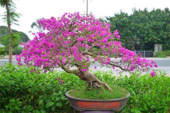怎样促三角梅开花