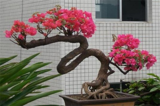 怎样促三角梅开花