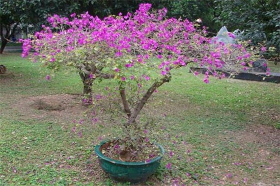 怎样促三角梅开花