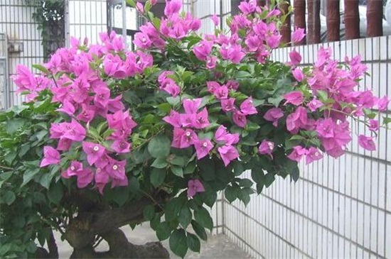 三角梅冬天怎么养 最好将植株放在温室中