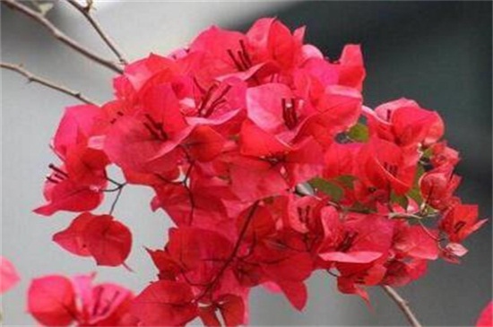三角梅的花期 花期是4～11月